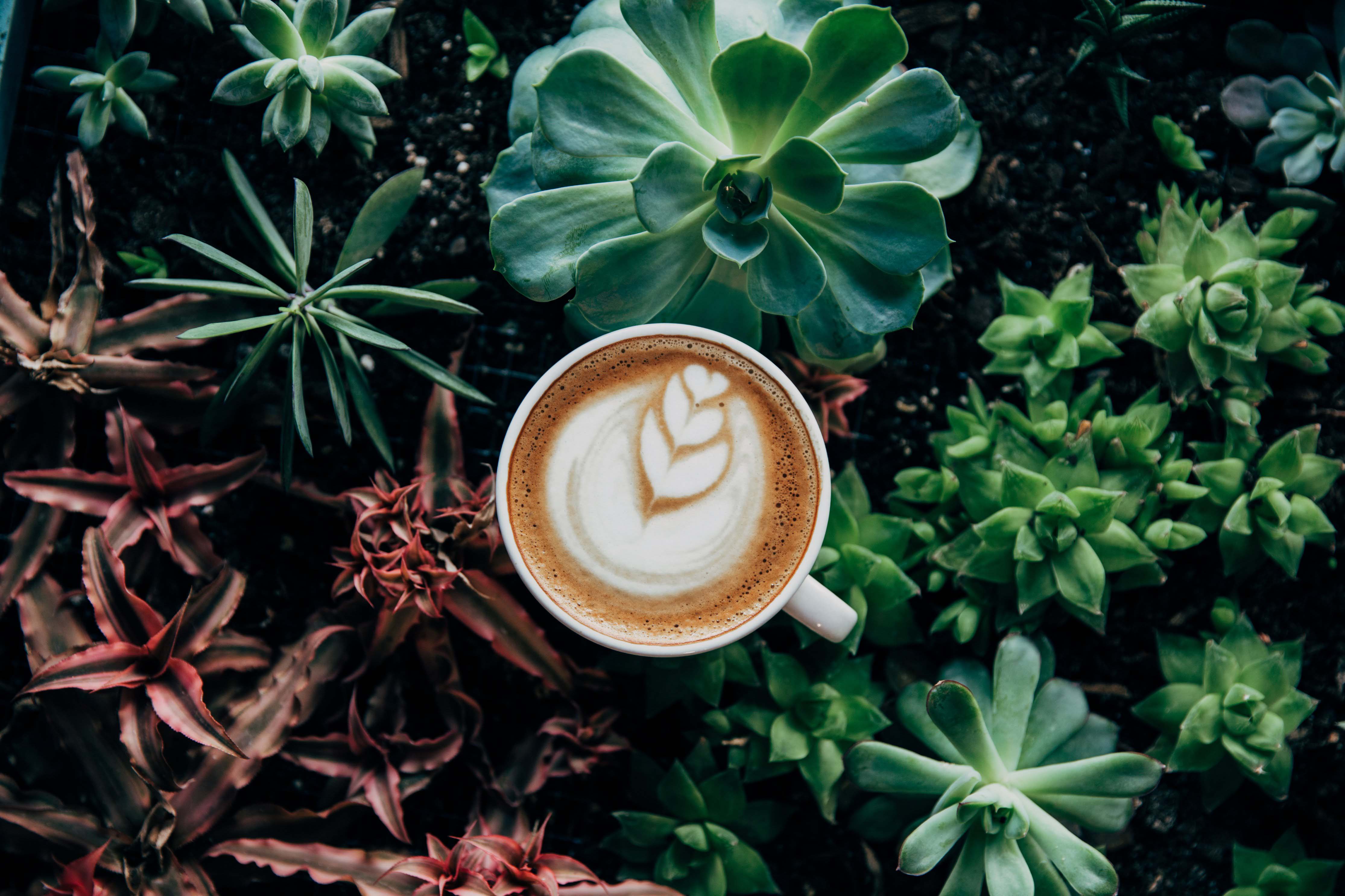 Café dans la nature